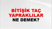Bitişik Taç Yapraklılar