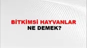 Bitkimsi Hayvanlar