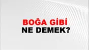 Boğa Gibi
