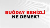 Buğday Benizli