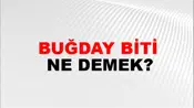 Buğday Biti