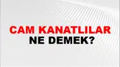 Cam Kanatlılar