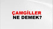 Çamgiller