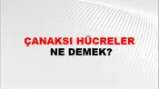 Çanaksı Hücreler