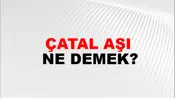 Çatal Aşı