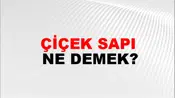 Çiçek Sapı