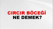 Cırcır Böceği