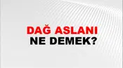Dağ Aslanı