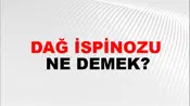Dağ İspinozu