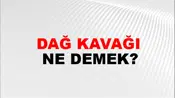 Dağ Kavağı
