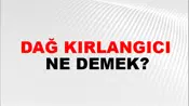 Dağ Kırlangıcı