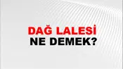 Dağ Lalesi