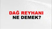 Dağ Reyhanı