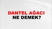 Dantel Ağacı