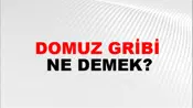 Domuz Gribi