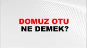 Domuz Otu