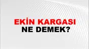 Ekin Kargası