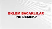 Eklem Bacaklılar