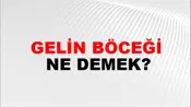 Gelin Böceği
