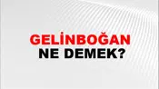 Gelinboğan