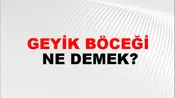 Geyik Böceği