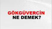 Gökgüvercin
