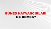 Güneş Hayvancıkları