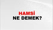 Hamsi