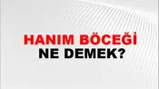 Hanım Böceği