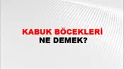 Kabuk Böcekleri