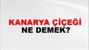 Kanarya Çiçeği