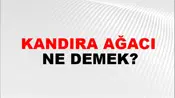 Kandıra Ağacı