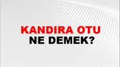 Kandıra Otu