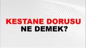 Kestane Dorusu