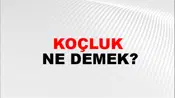 Koçluk