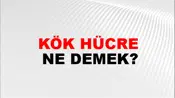 Kök Hücre