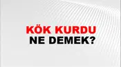 Kök Kurdu