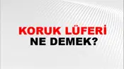 Koruk Lüferi