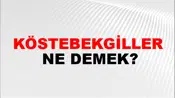 Köstebekgiller