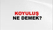 Koyuluş