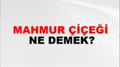 Mahmur Çiçeği