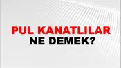 Pul Kanatlılar
