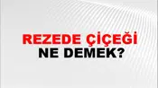 Rezede Çiçeği