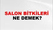 Salon Bitkileri