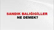 Sandık Balığıgiller