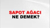 Sapot Ağacı