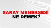 Saray Menekşesi