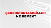 Şekerciboyasıgiller