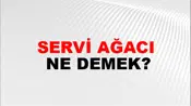 Servi Ağacı