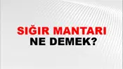 Sığır Mantarı